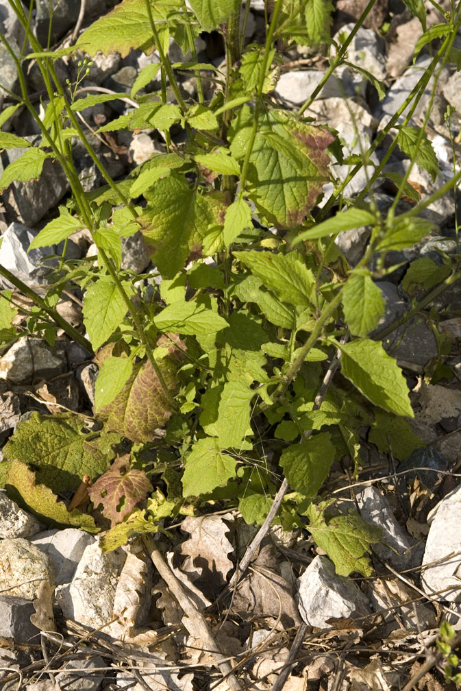 Lapsana communis / Lassana comune